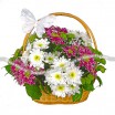 Красивая сочетания разных цветов хризантемы в корзине 